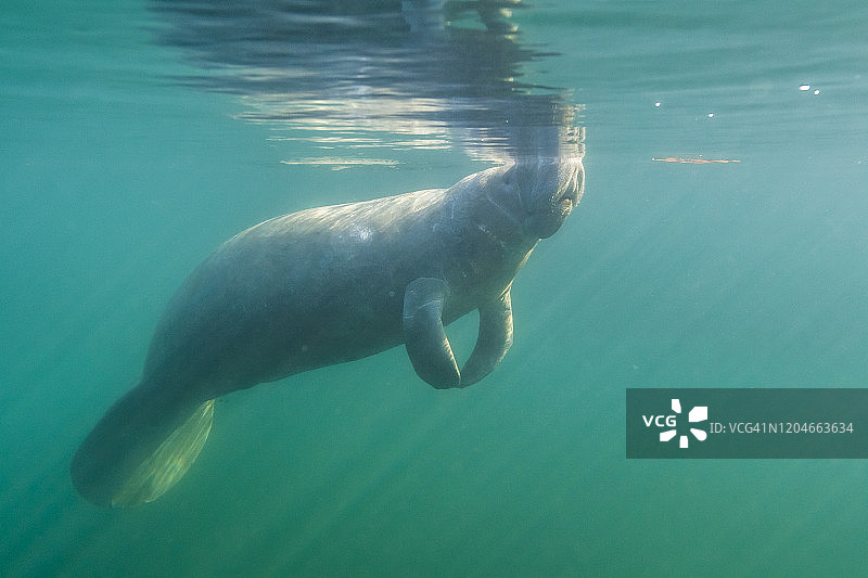 佛罗里达海牛（Trichechus manatus latirostris），佛罗里达州图片素材