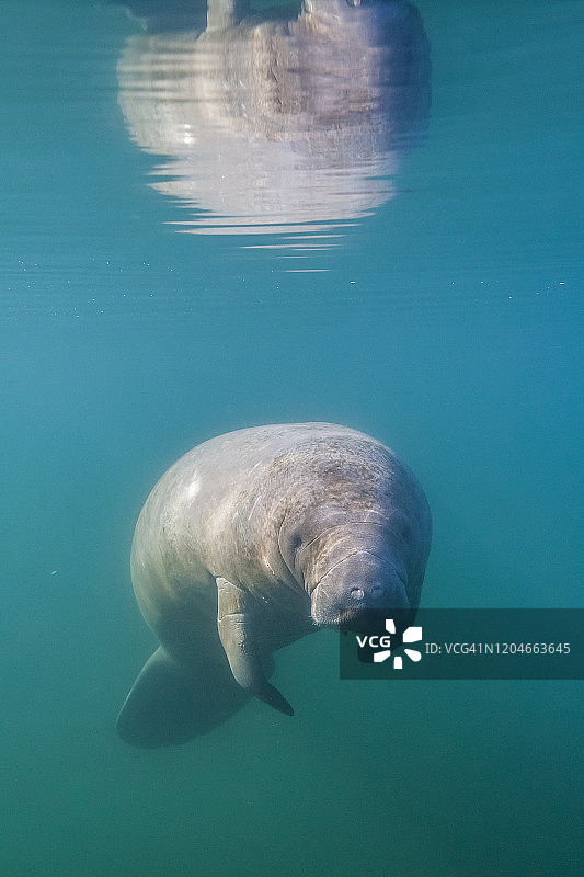 佛罗里达海牛（Trichechus manatus latirostris），佛罗里达州图片素材
