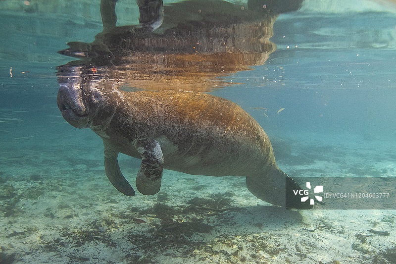 佛罗里达海牛（Trichechus manatus latirostris），佛罗里达州图片素材