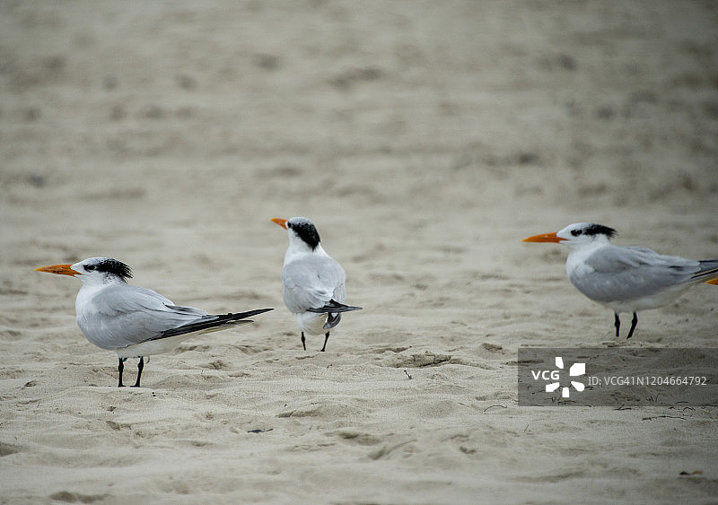 古巴巴拉德罗海滩上排列的海鸥图片素材
