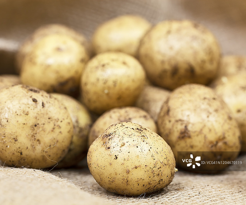 带泥土的采摘新鲜有机小土豆图片素材