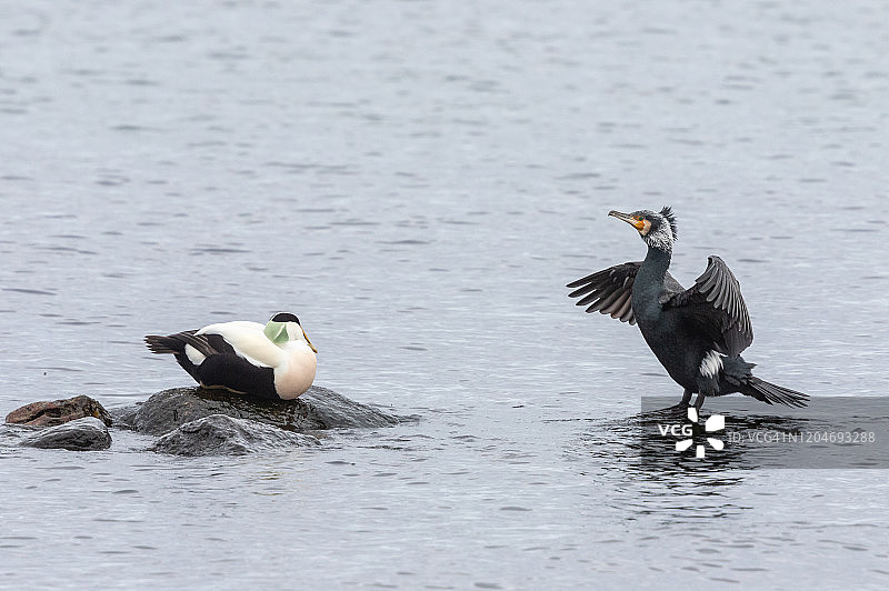 普通绒鸭和鸬鹚图片素材