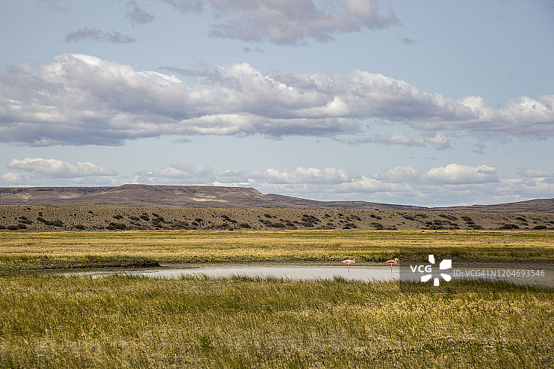 沼泽地中火烈鸟与蓬松云朵的宽镜头图片素材