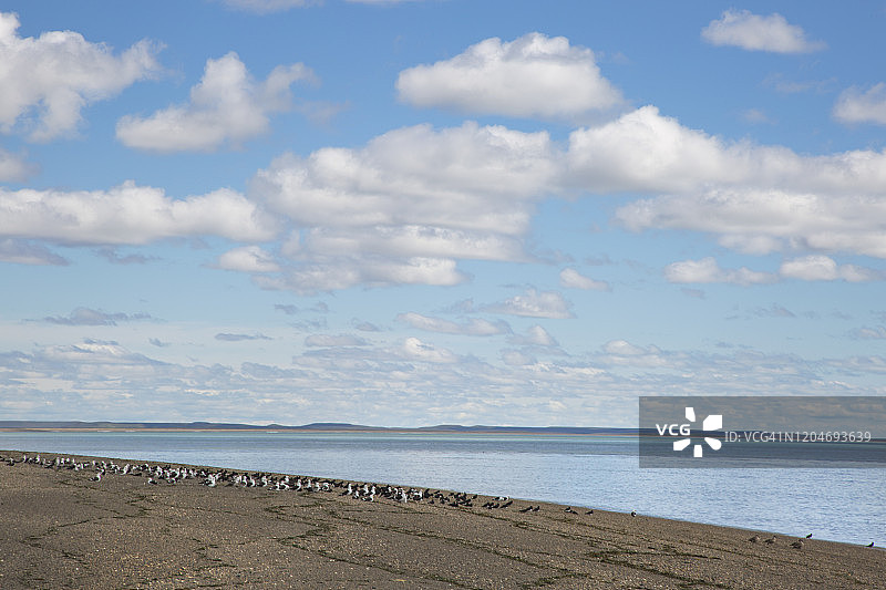 空旷海滩上的一群海鸥图片素材