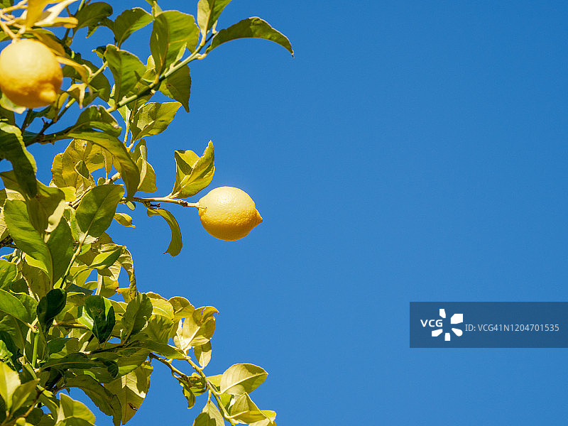 马略卡岛的柠檬树图片素材