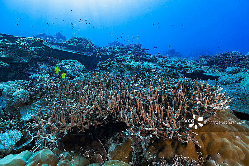帕劳群岛佩莱利乌岛的惊艳珊瑚礁图片素材