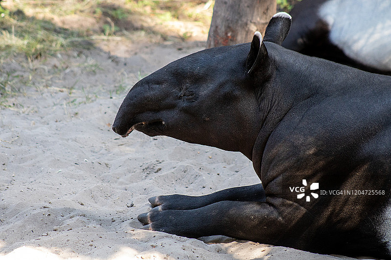 马来貘图片素材
