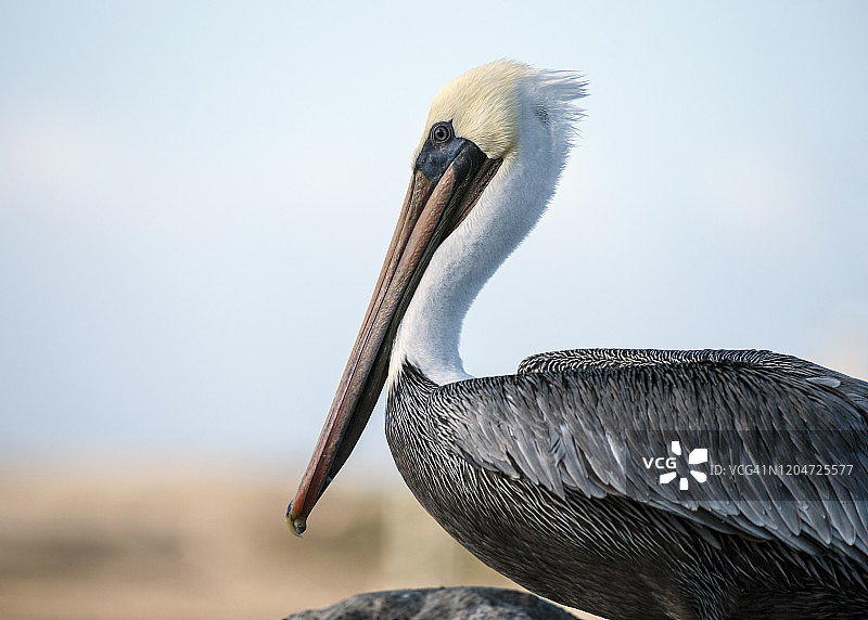 加利福尼亚蒙特雷湾的棕色鹈鹕图片素材