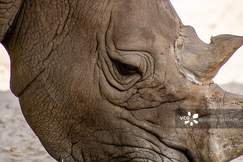 南方白犀牛图片素材