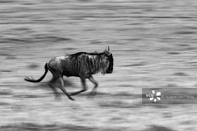 奔跑中的角马（模糊效果）图片素材