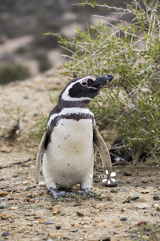 成年麦哲伦企鹅站在灌木丛旁，俯瞰着海滩图片素材