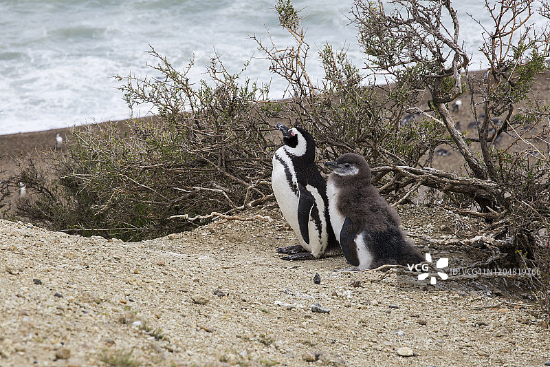 成年和幼年麦哲伦企鹅站在俯瞰海滩的灌木附近图片素材