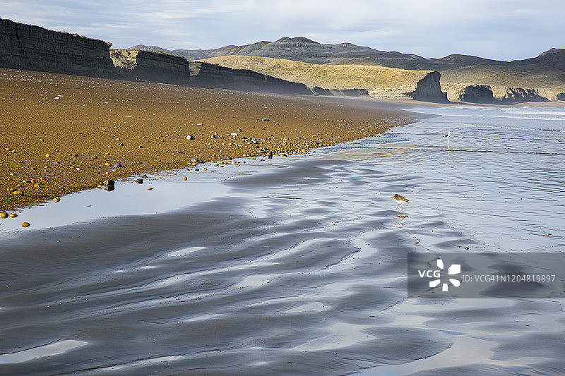 海滩上蛎鹬的广角镜头，背景是倒影和沙丘图片素材