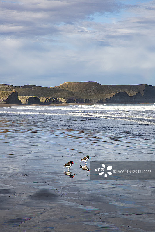 两只蛎鹬在海滩上，背景是倒影和沙丘图片素材