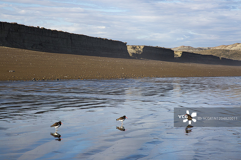 三只蛎鹬在沙滩上，背景是倒影和沙丘的广角镜头图片素材