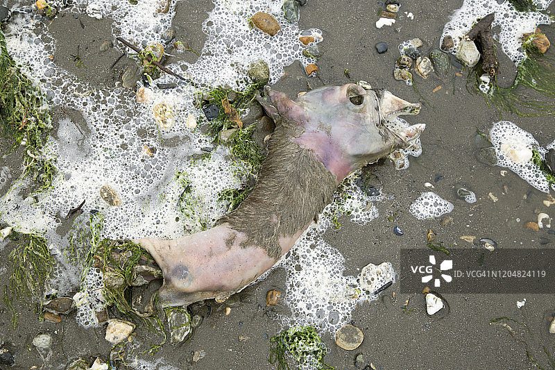 海滩上布满海藻的死亡原驼头部和颈部特写图片素材
