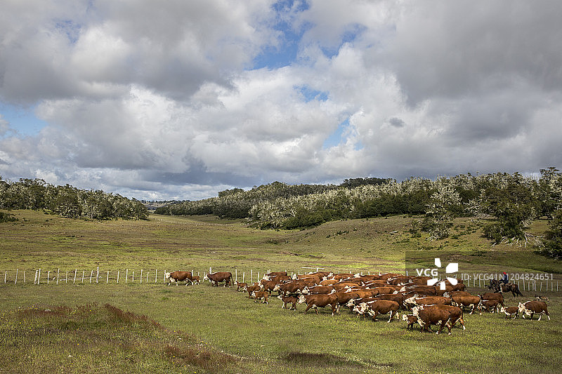 广角镜头：牛群在翠绿的田野上吃草，天空中有蓬松的云朵，还有高乔人在马背上图片素材