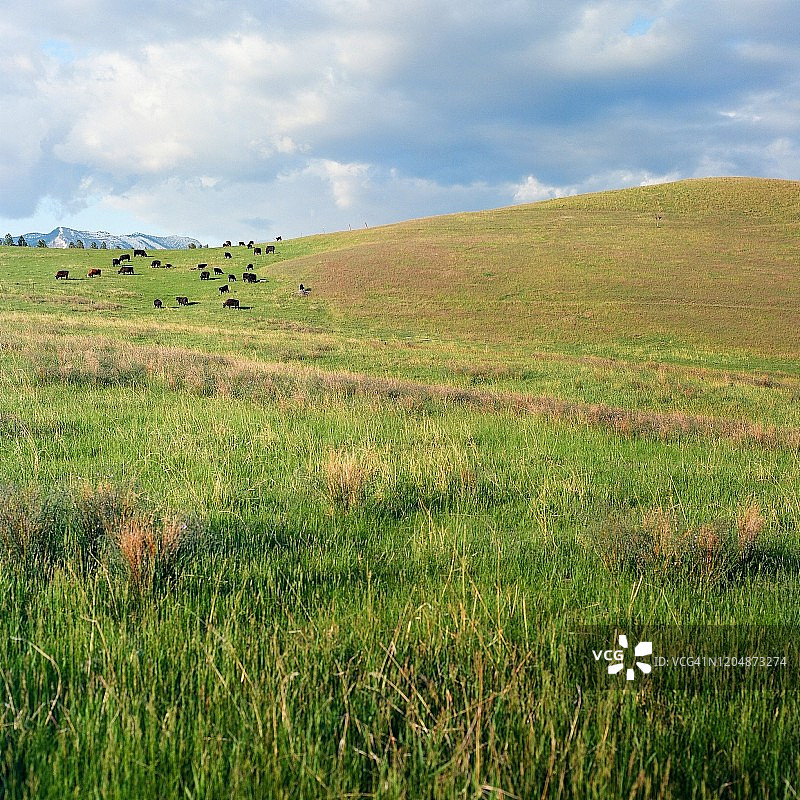 田里的奶牛图片素材