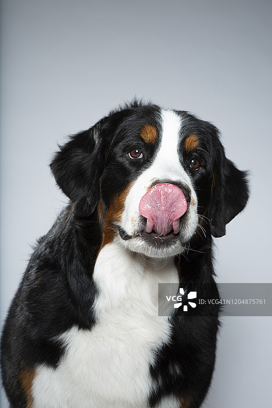 摄影棚里舔鼻子的伯尔尼山地犬图片素材