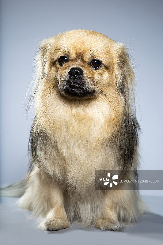 藏族獚犬工作室照片图片素材