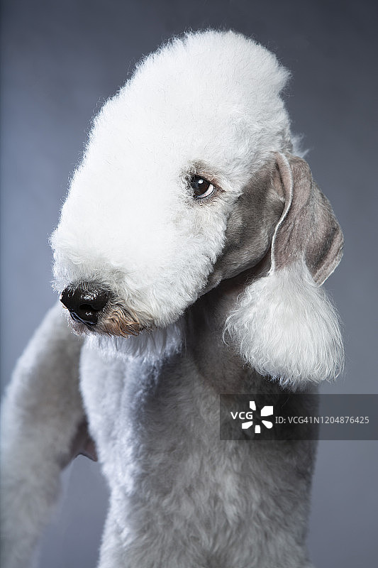 贝德灵顿梗犬的写真图片素材
