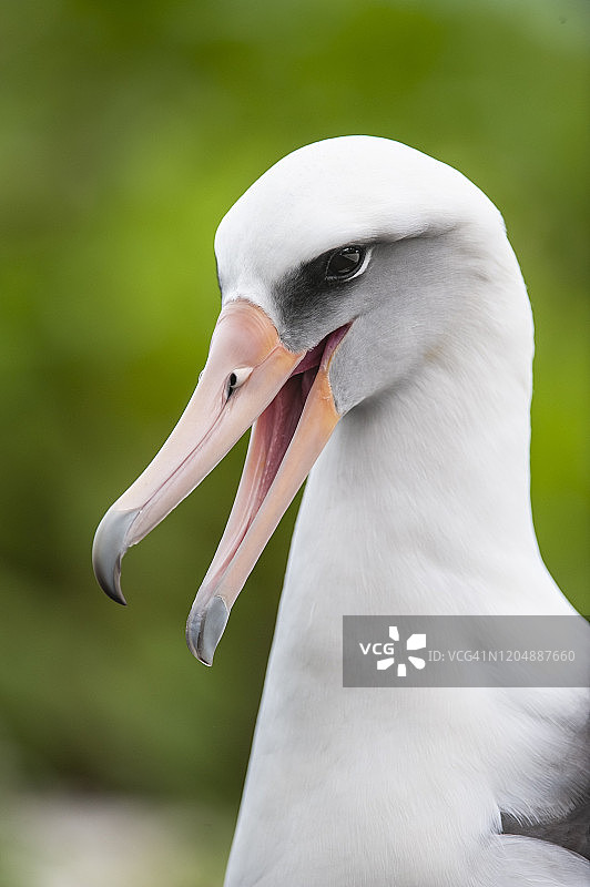 莱桑信天翁，中途岛，夏威夷西北群岛图片素材