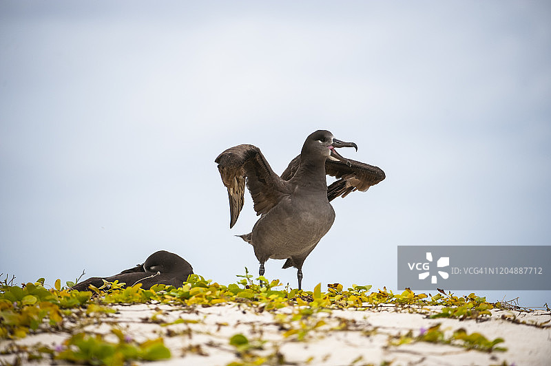 黑足信天翁，中途岛，夏威夷西北群岛图片素材