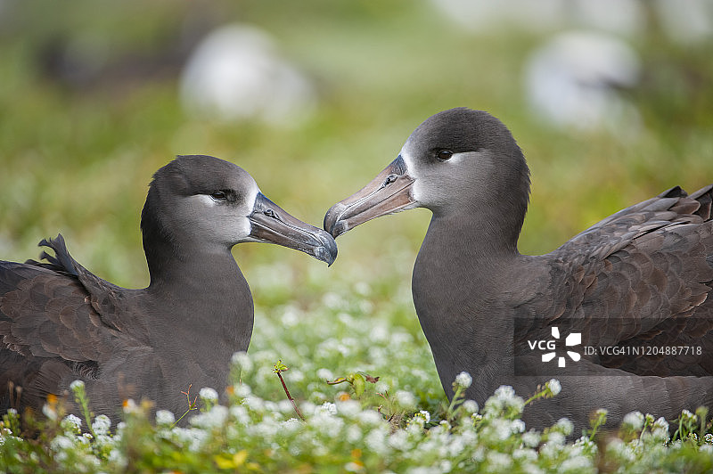 黑足信天翁，中途岛，夏威夷西北群岛图片素材