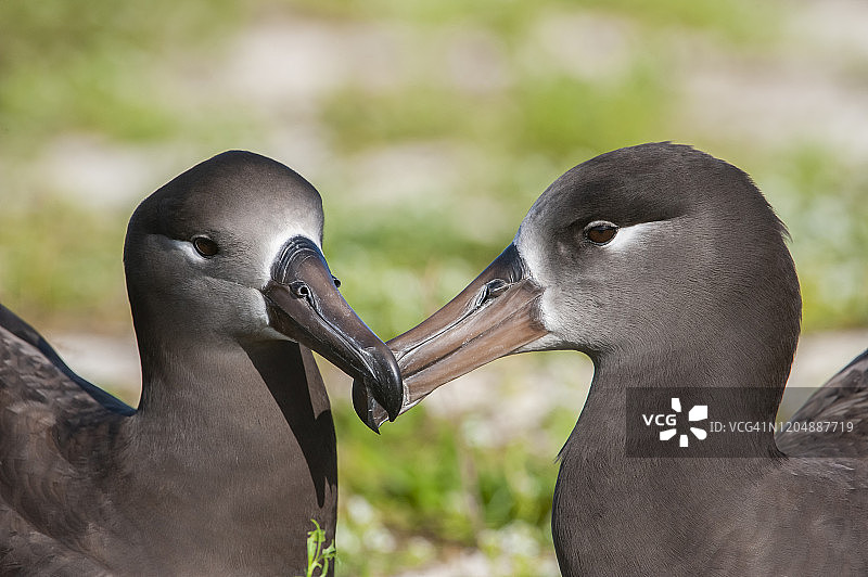黑足信天翁，中途岛，夏威夷西北群岛图片素材