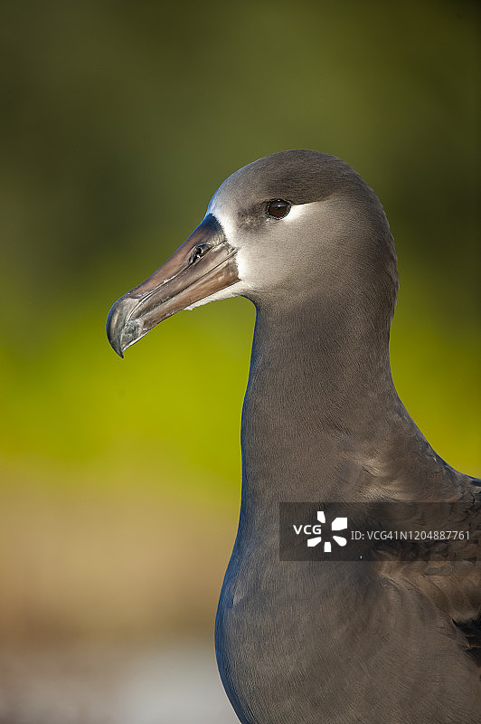 黑足信天翁，中途岛，夏威夷西北群岛图片素材