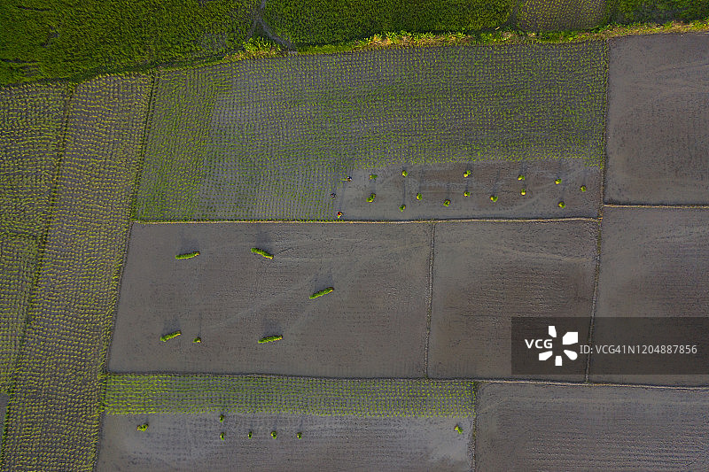 孟加拉国的稻田种植图片素材