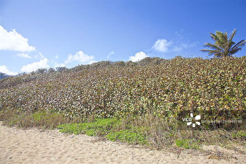 佛罗里达州海湾流公园的沙丘与海葡萄图片素材