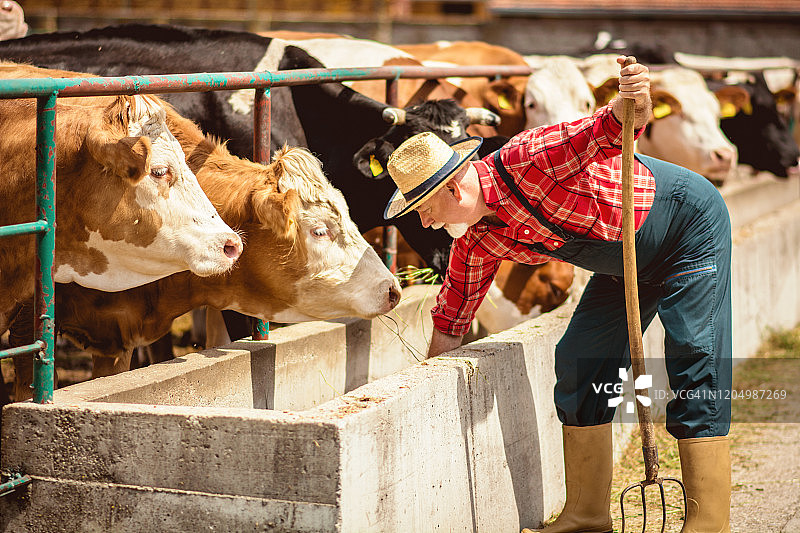 农民喂牛图片素材