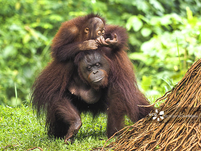 小猩猩和母猩猩在陆地上行走图片素材