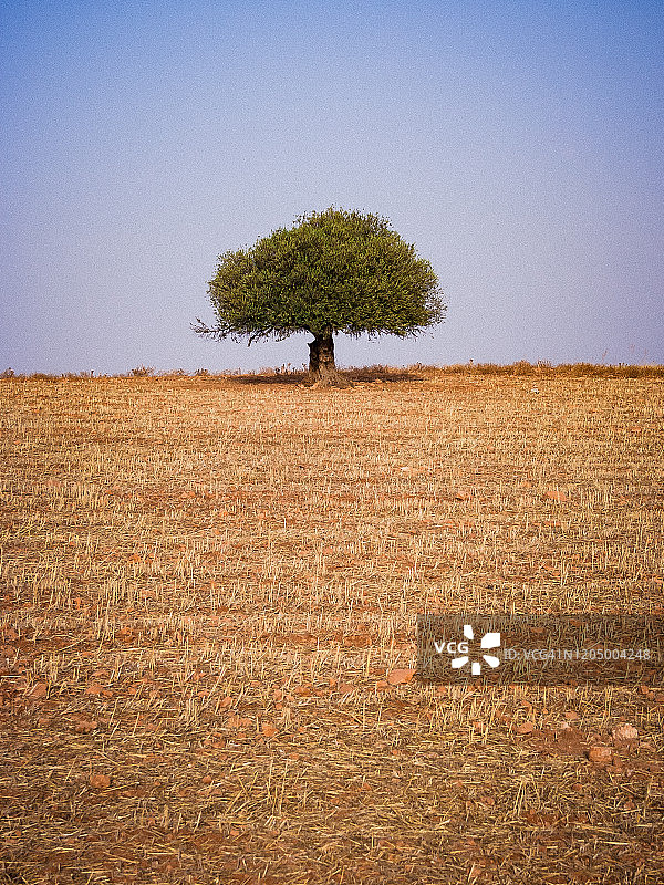 橄榄树图片素材