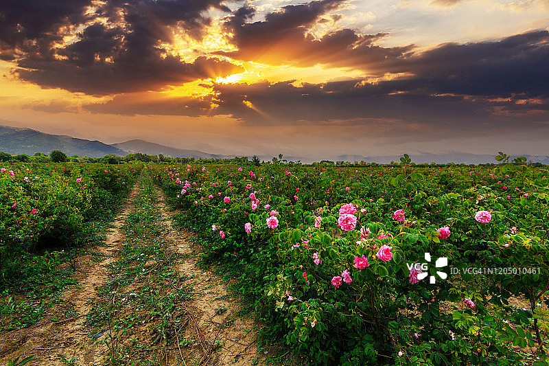 保加利亚喀山附近色雷斯山谷著名的玫瑰田图片素材