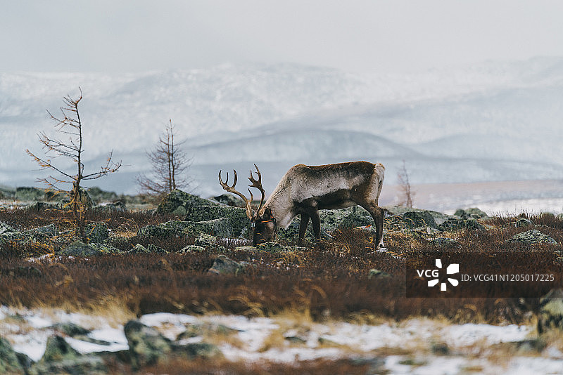 冬季蒙古的驯鹿图片素材