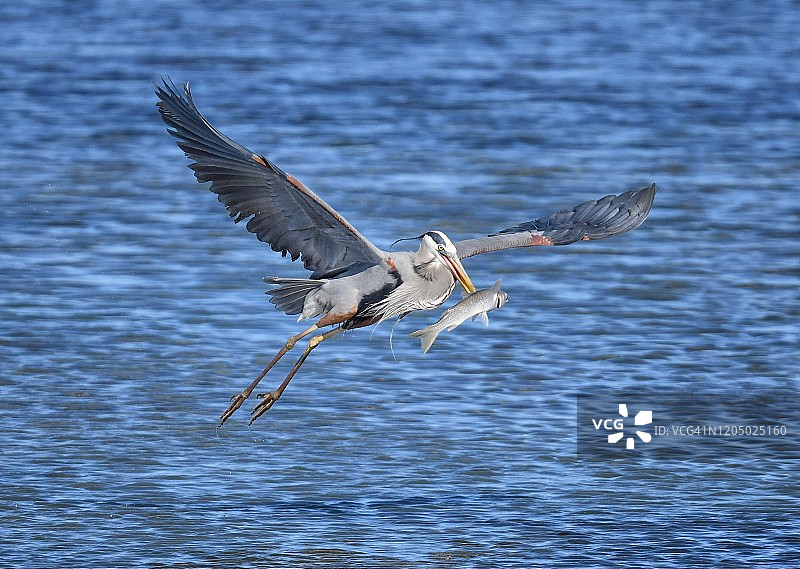 苍鹭抓着大鱼飞行图片素材