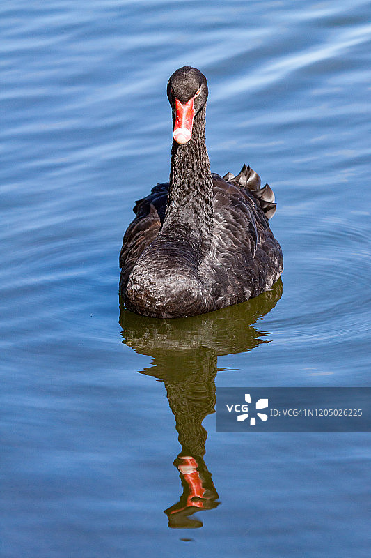 黑天鹅-澳大利亚西部珀斯图片素材