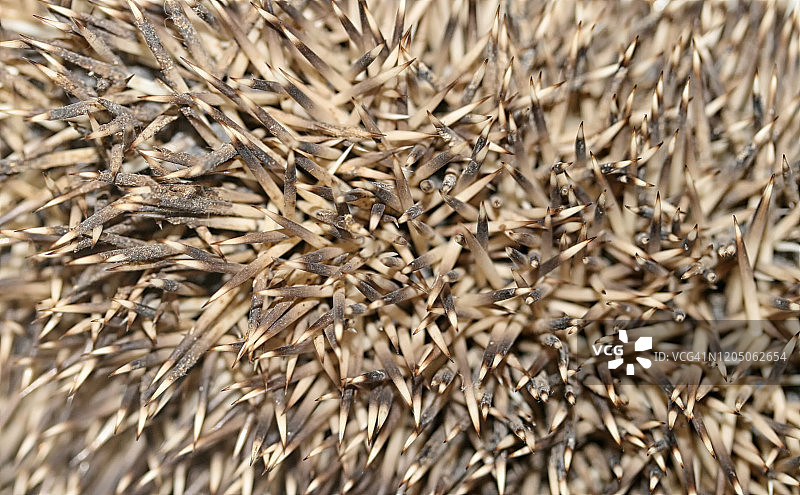 刺猬身体图片素材