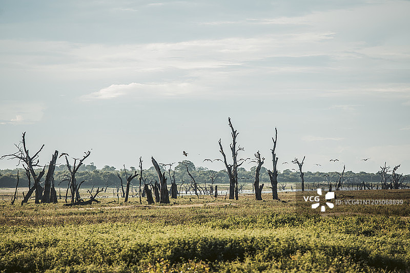 斯里兰卡萨巴拉加穆瓦省乌达瓦拉维国家公园的鸟剪影图片素材