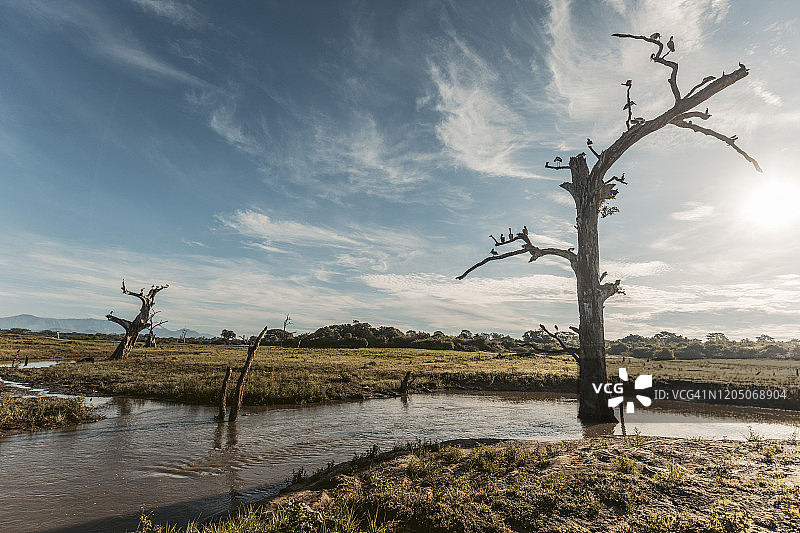 斯里兰卡萨巴拉加穆瓦省乌达瓦拉韦国家公园日出时分栖息在枯树上的鸟剪影图片素材