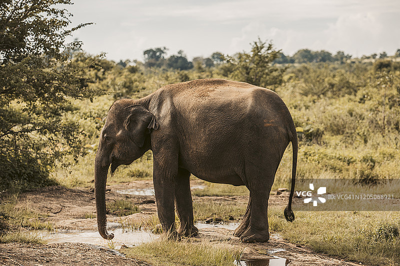 斯里兰卡萨巴拉加穆瓦省乌达瓦拉维国家公园大象饮水图片素材