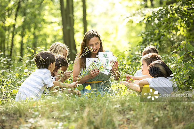 学生们学习辨认自然植物图片素材