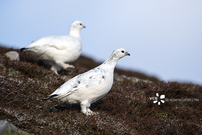 英国苏格兰两只雷鸟图片素材