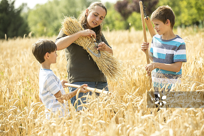 孩子们帮忙收割小麦图片素材