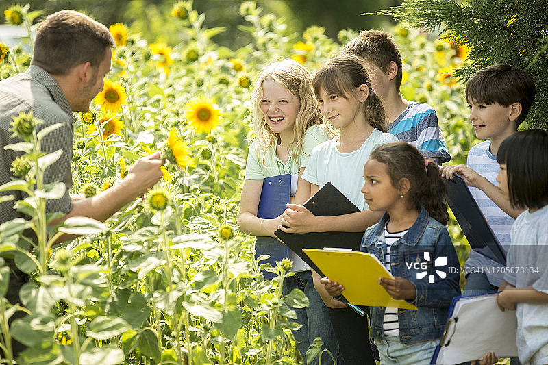 在向日葵田中学习自然知识的小学生图片素材