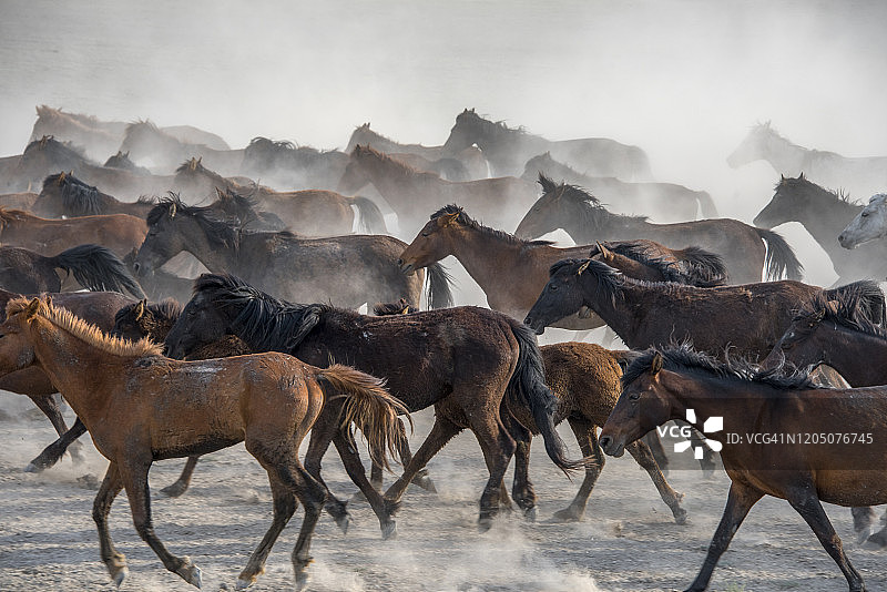 奔跑的野马图片素材