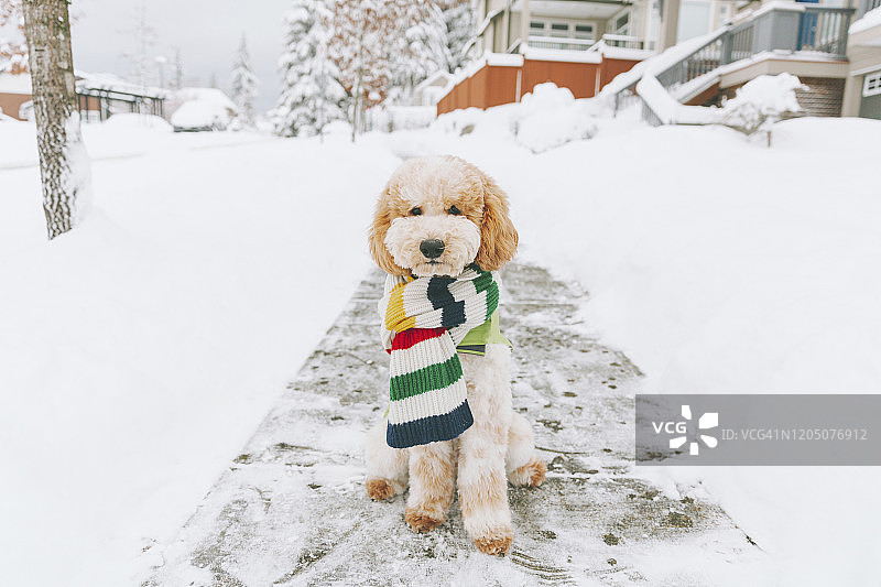 戴条纹围巾的玩具狗坐在雪地人行道上，温哥华图片素材