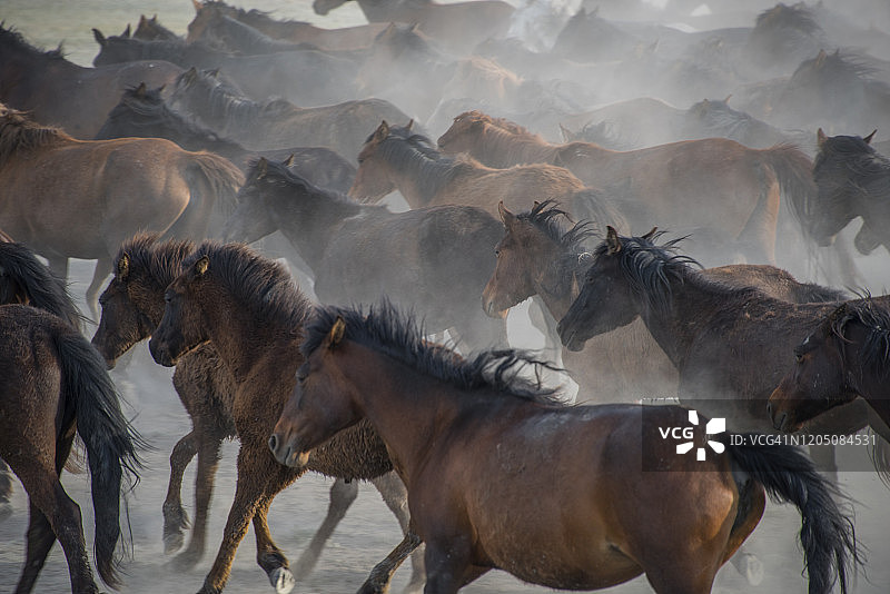 奔跑的野马图片素材